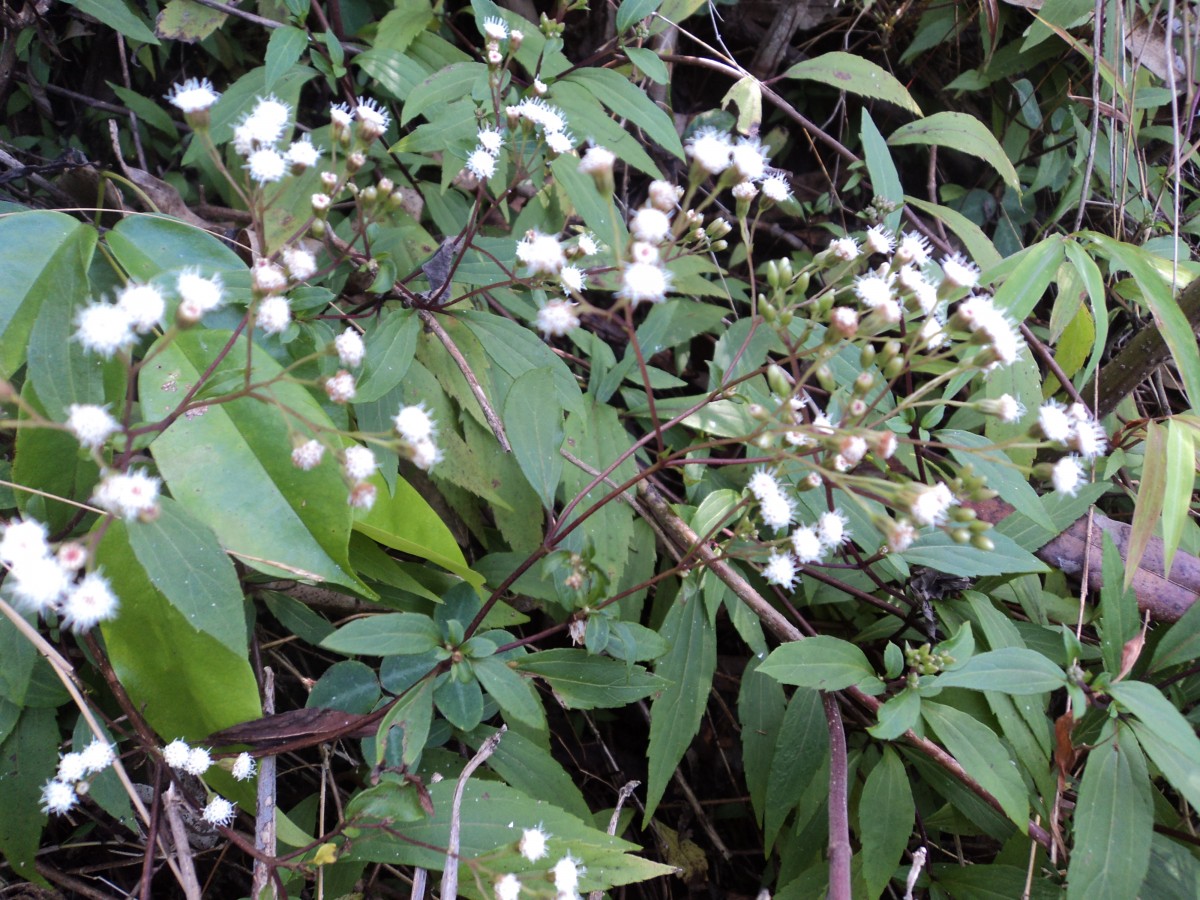 Ageratina riparia (Regel) R.M.King & H.Rob.